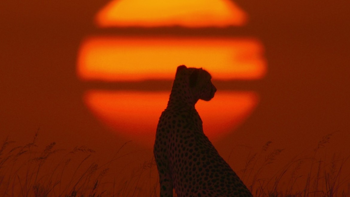 Stunning silhouettes show animals of Africa at sunrise and sunset - BBC News